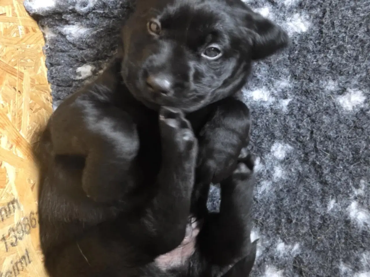 Billede 1 - Labrador Formel 1