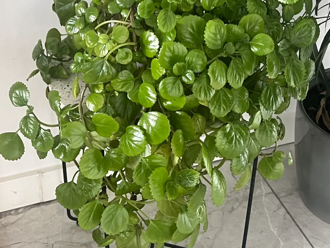 Billede 1 - Chinese money plant