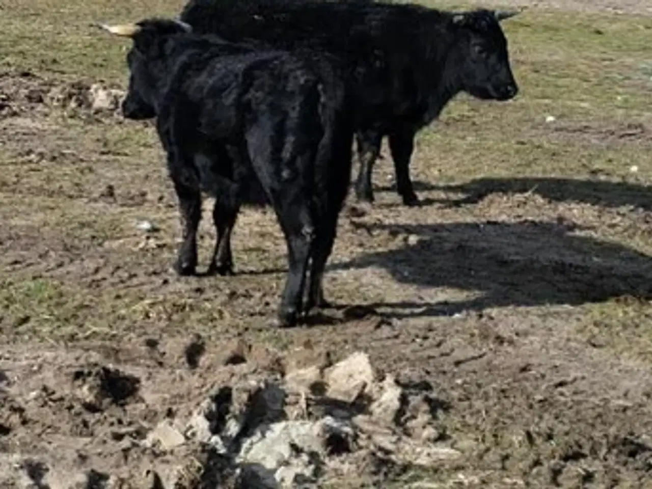 Billede 1 - Dexter tyre 8 måneder 