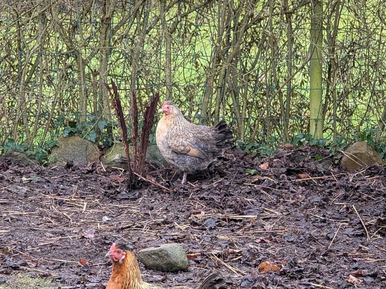 Billede 2 - Blandings høns
