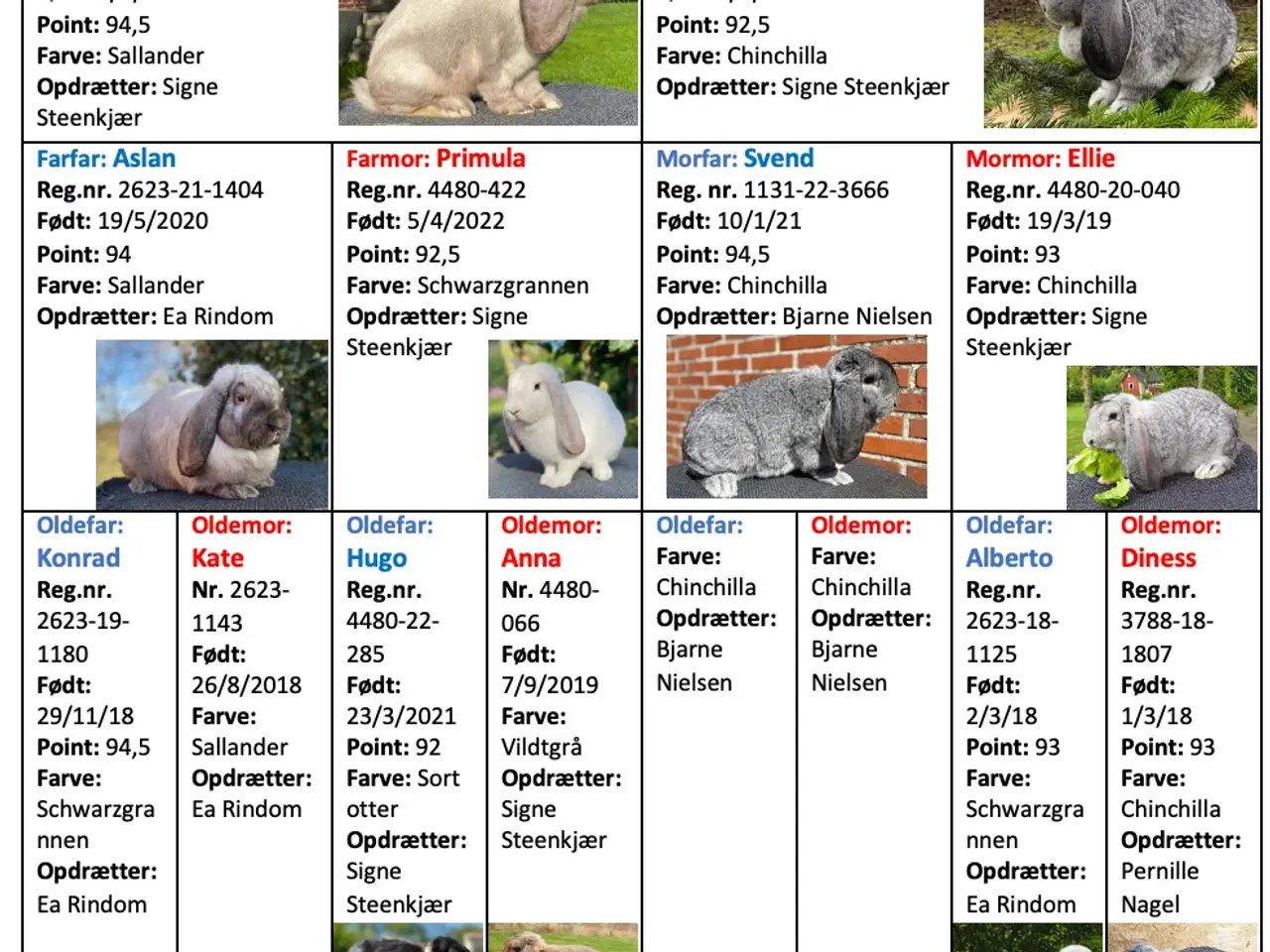 Billede 2 - FRANSK VÆDDER HAN CHINCHILLA