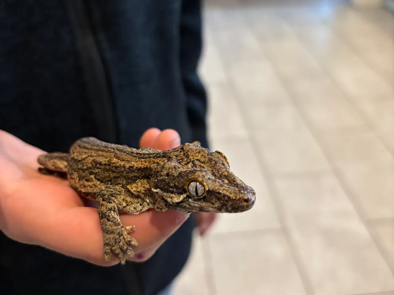 Billede 2 - Gargoyle gecko