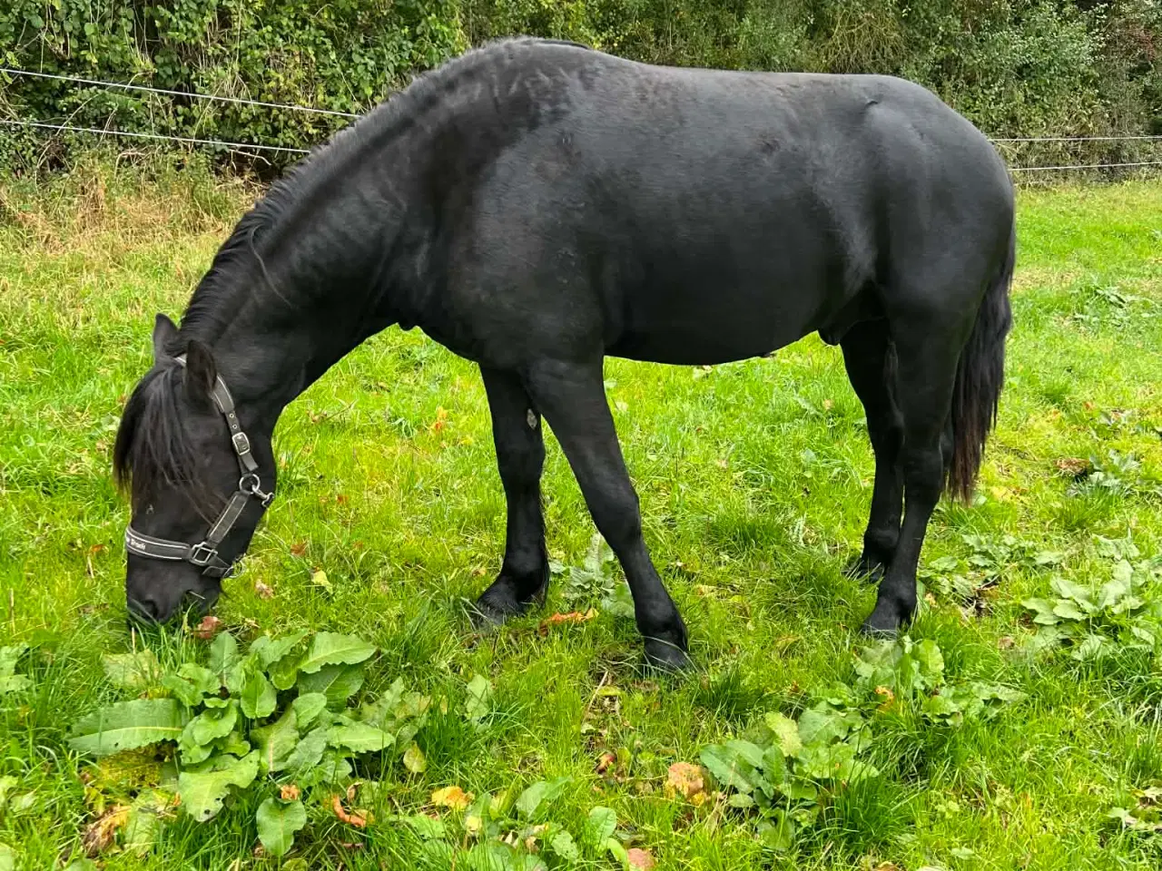 Billede 2 - Rå/ung Friser vallak 