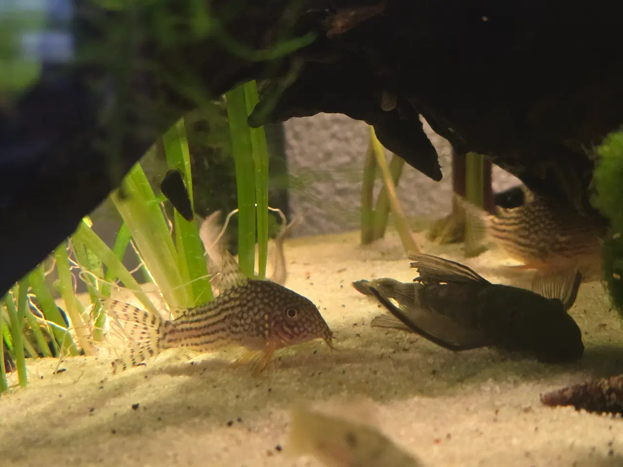 Billede 1 - 3 x sterbai pansermaller 