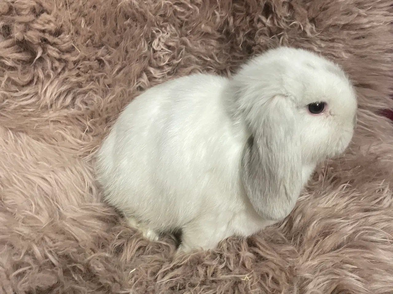 Billede 1 - Minilop unge klar 19/11 (dreng)