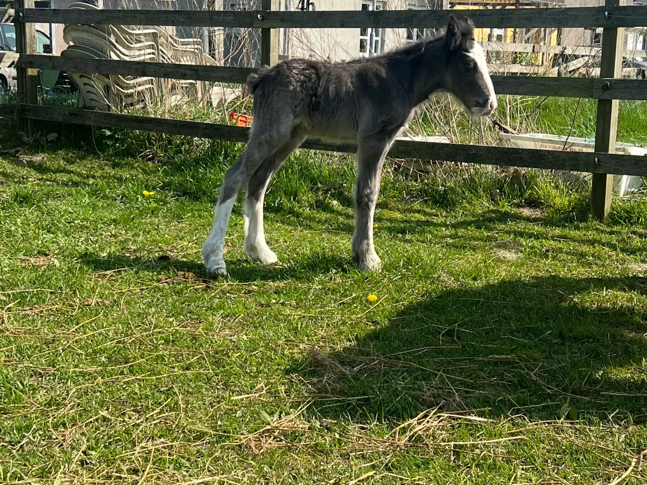 Billede 3 - Mini Irish cob hingsteføl 