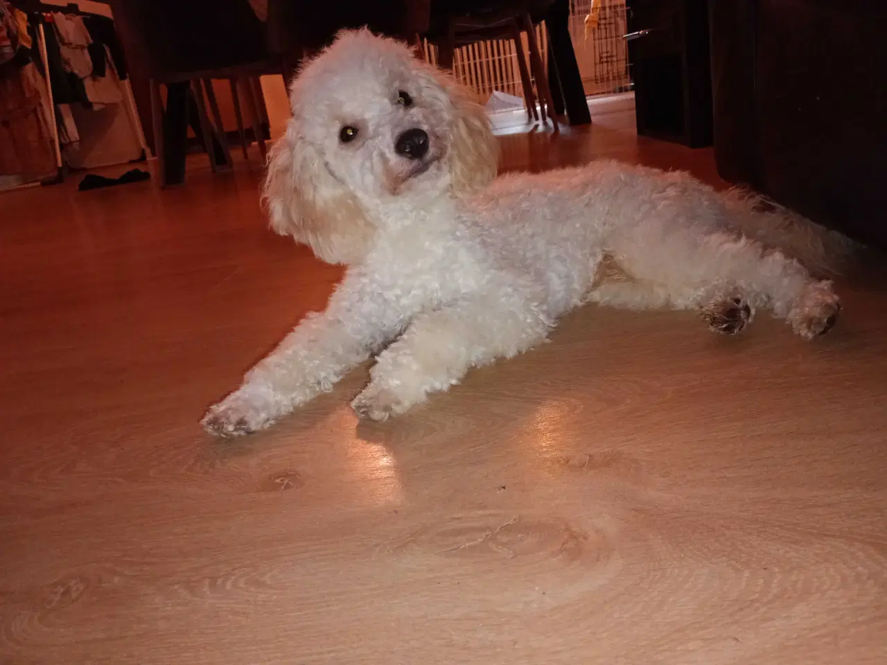 Billede 2 - Lille puddel 