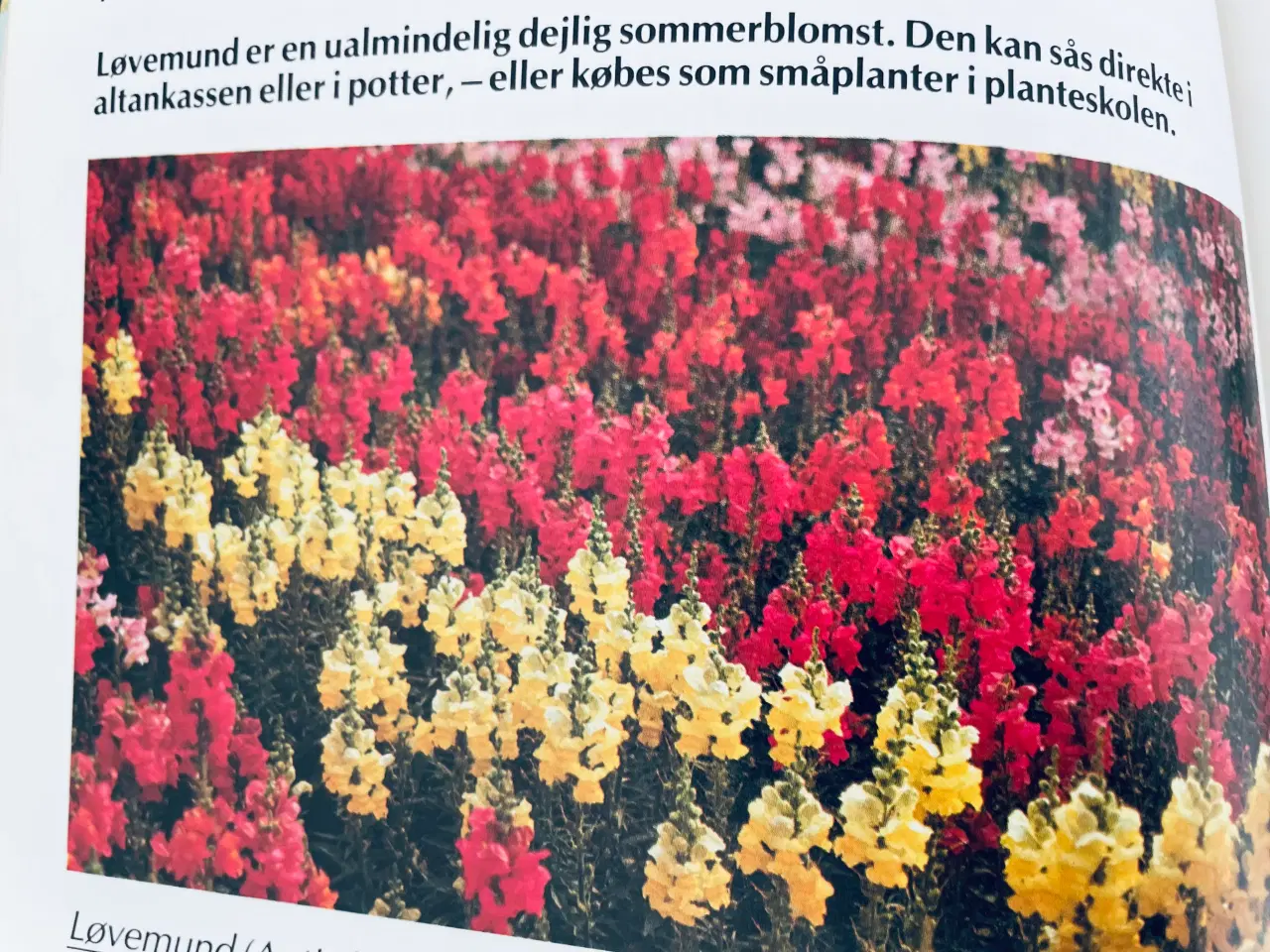 Billede 4 - Alt om stueplanter 