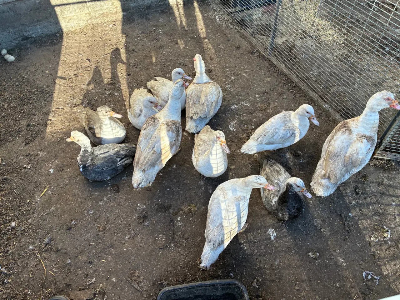 Billede 2 - Moskus ænder fra sommeren 2025