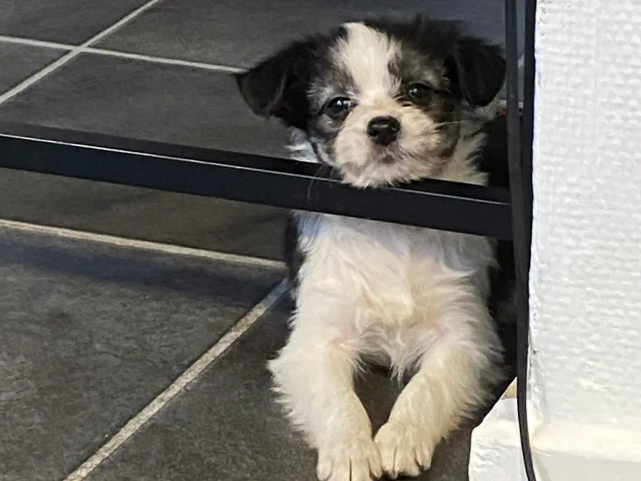 Billede 5 - Border collie / Coton de Tulear