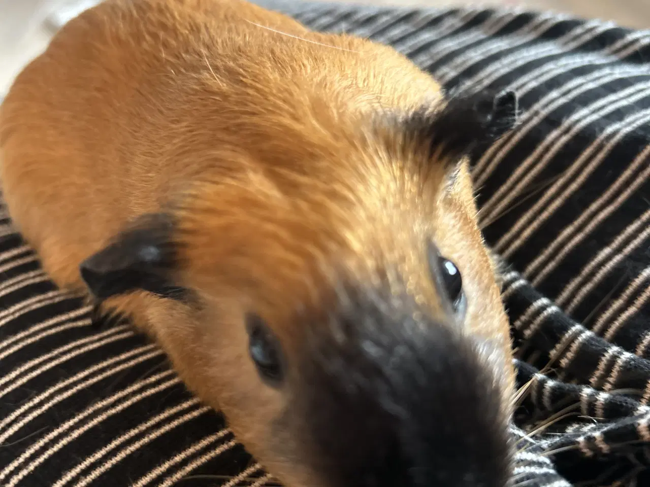 Billede 6 - Sælger to søde marsvin inklusivt buret 