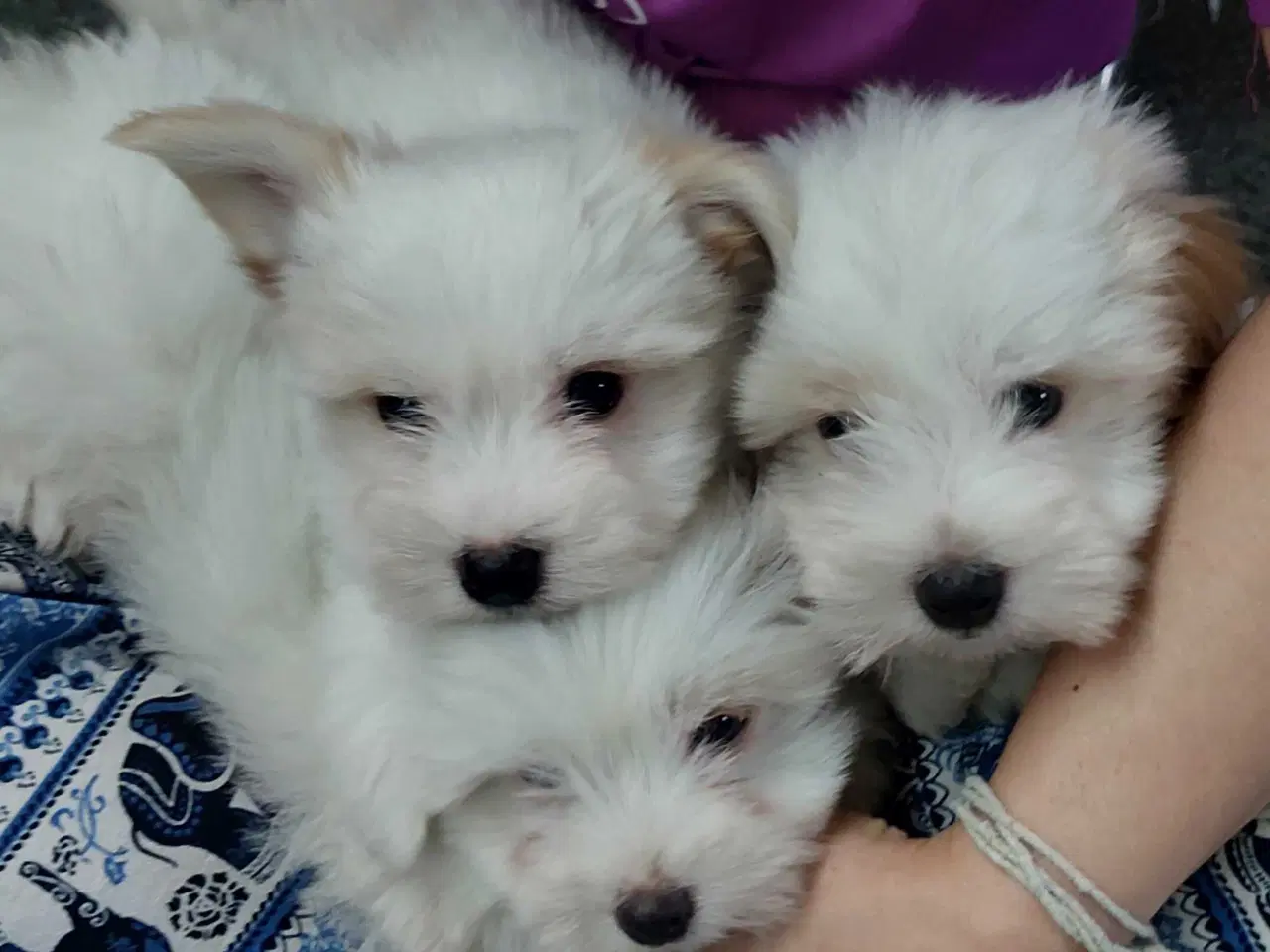 Billede 2 - Coton de tulaer 