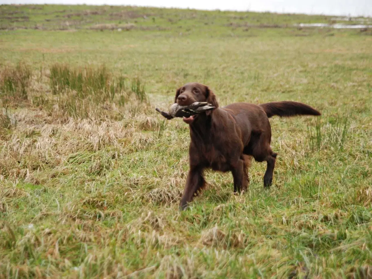 Billede 2 - Flatcoated Retriever hvalpe
