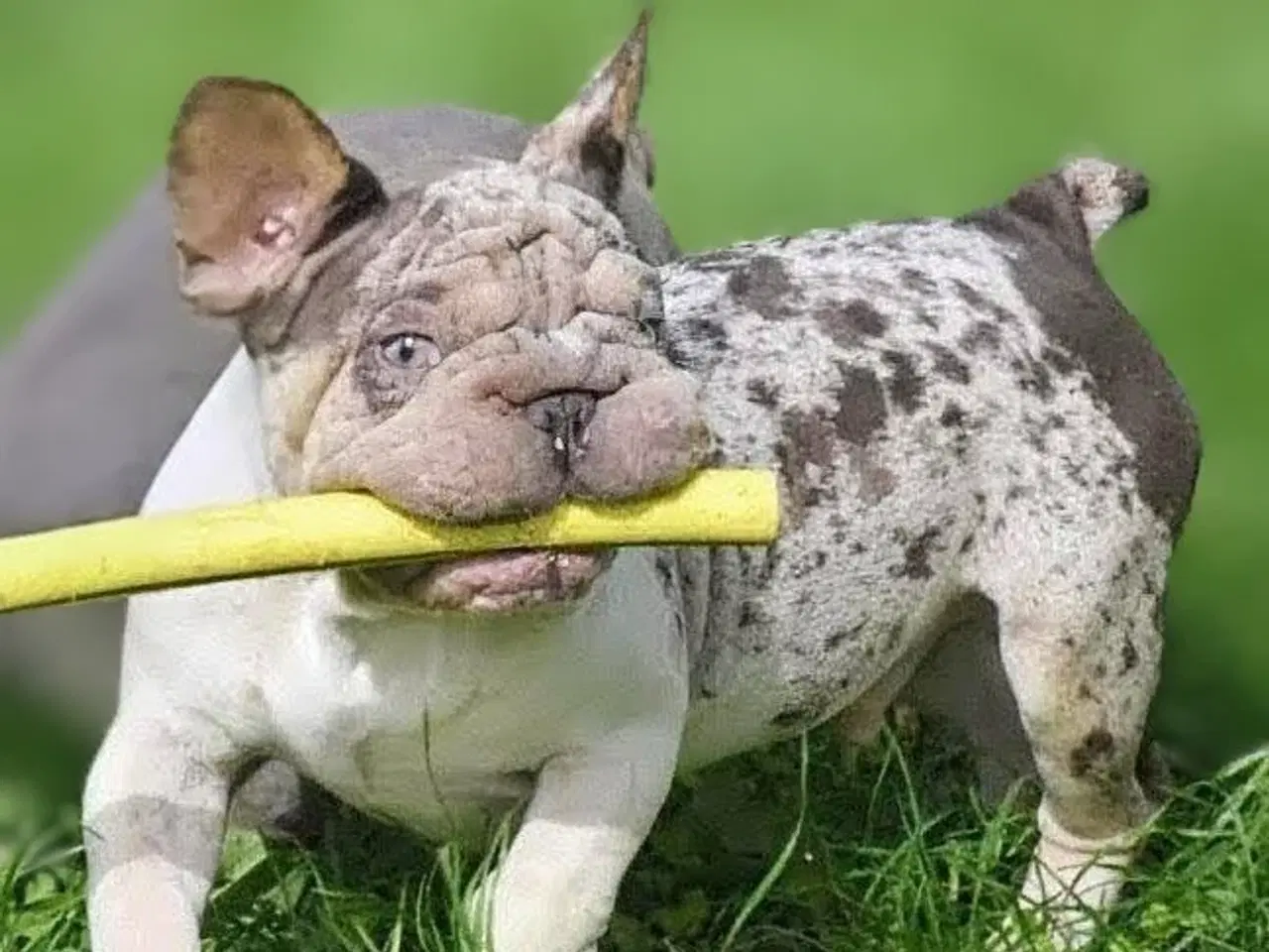 Billede 11 - Fransk bulldog. NEDSAT!