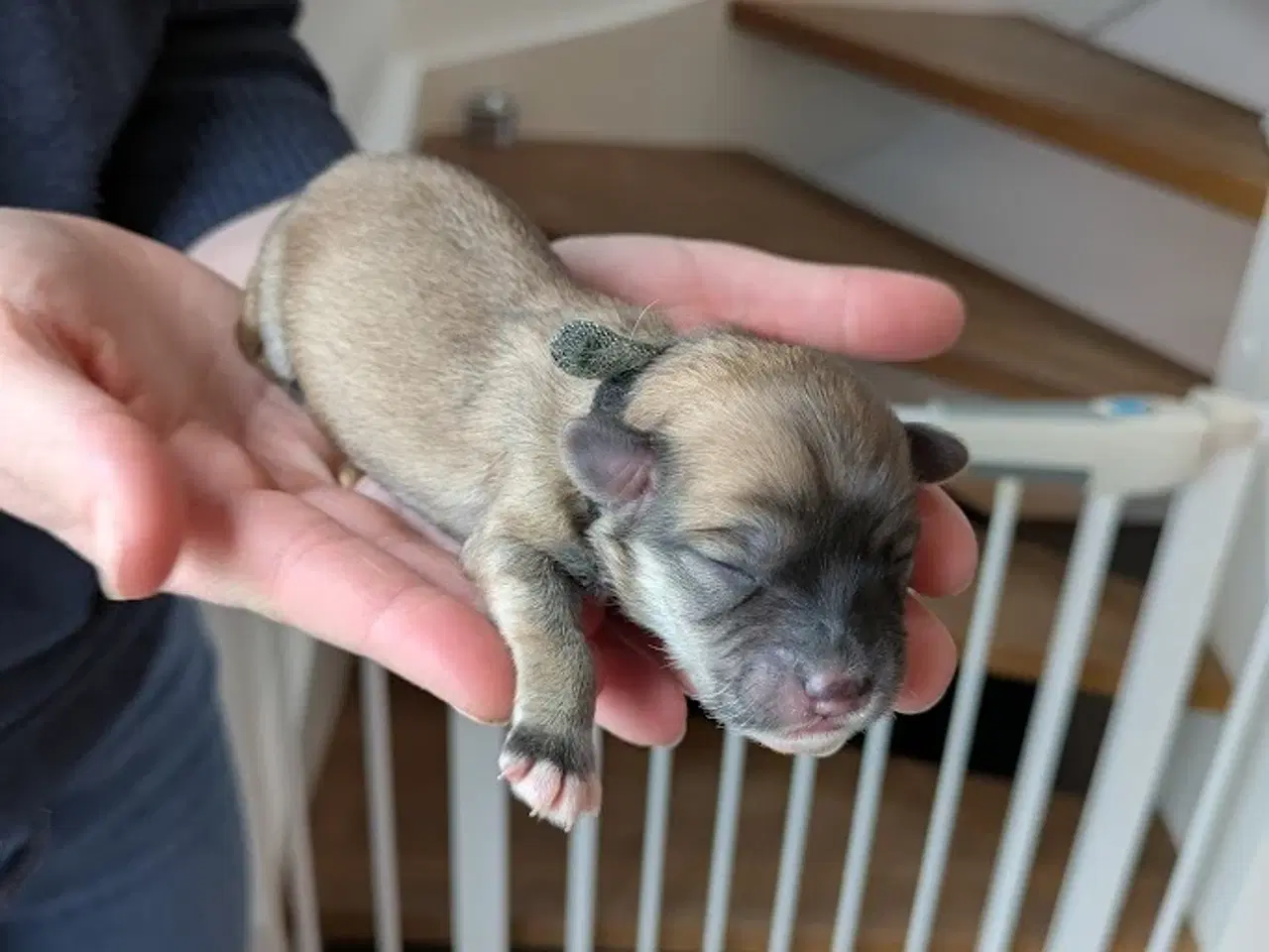 Billede 6 - Familievenlige Bomuldshund/Havanaise × Maltipoo hv