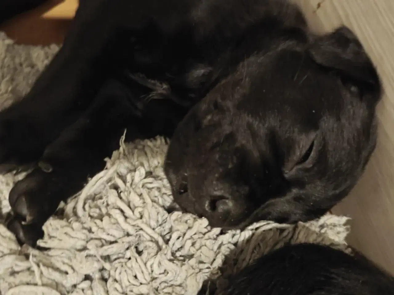 Billede 7 - Labrador blandinger