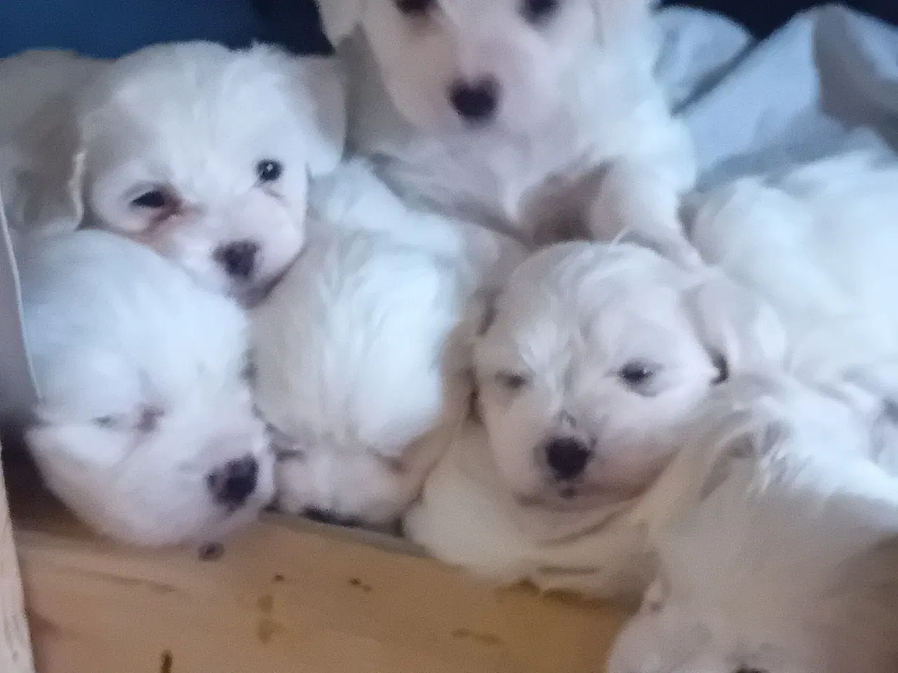 Billede 7 - Coton de Tulear / Malteser. Bomuldshund.