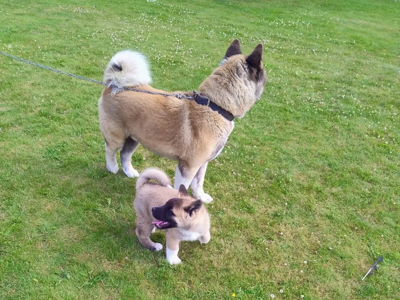 Billede 9 - Dreng hundehvalp Akita American 