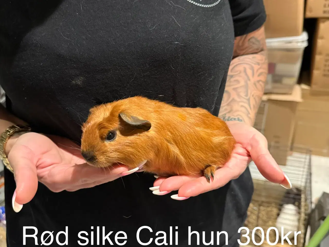 Billede 7 - Marsvin hun unger