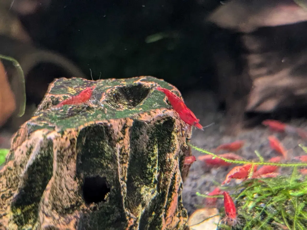 Billede 3 - Dybrøde Fire Red Neocaridina rejer