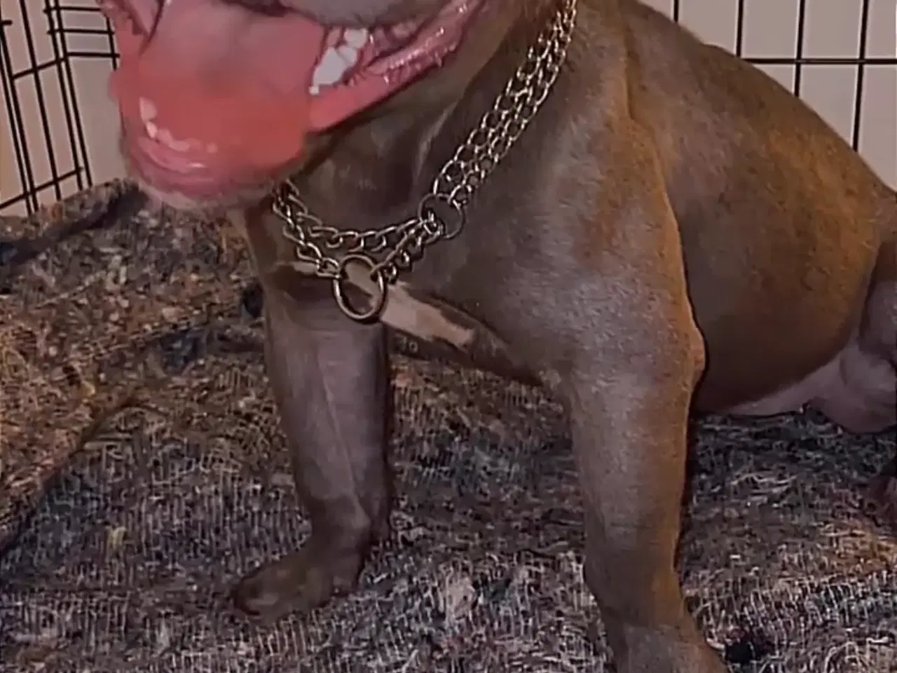 Billede 1 - American Bully micro