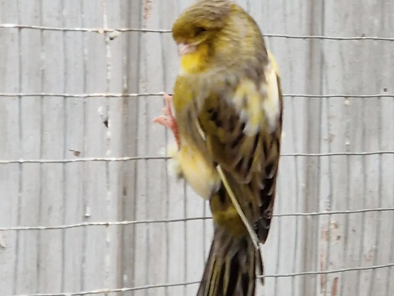 Billede 1 - Gloster kanarier 