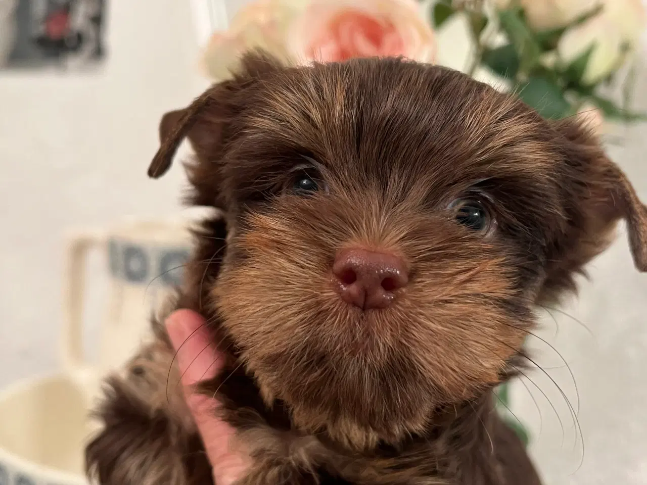 Billede 3 - Chokolade Yorkshire Terrier