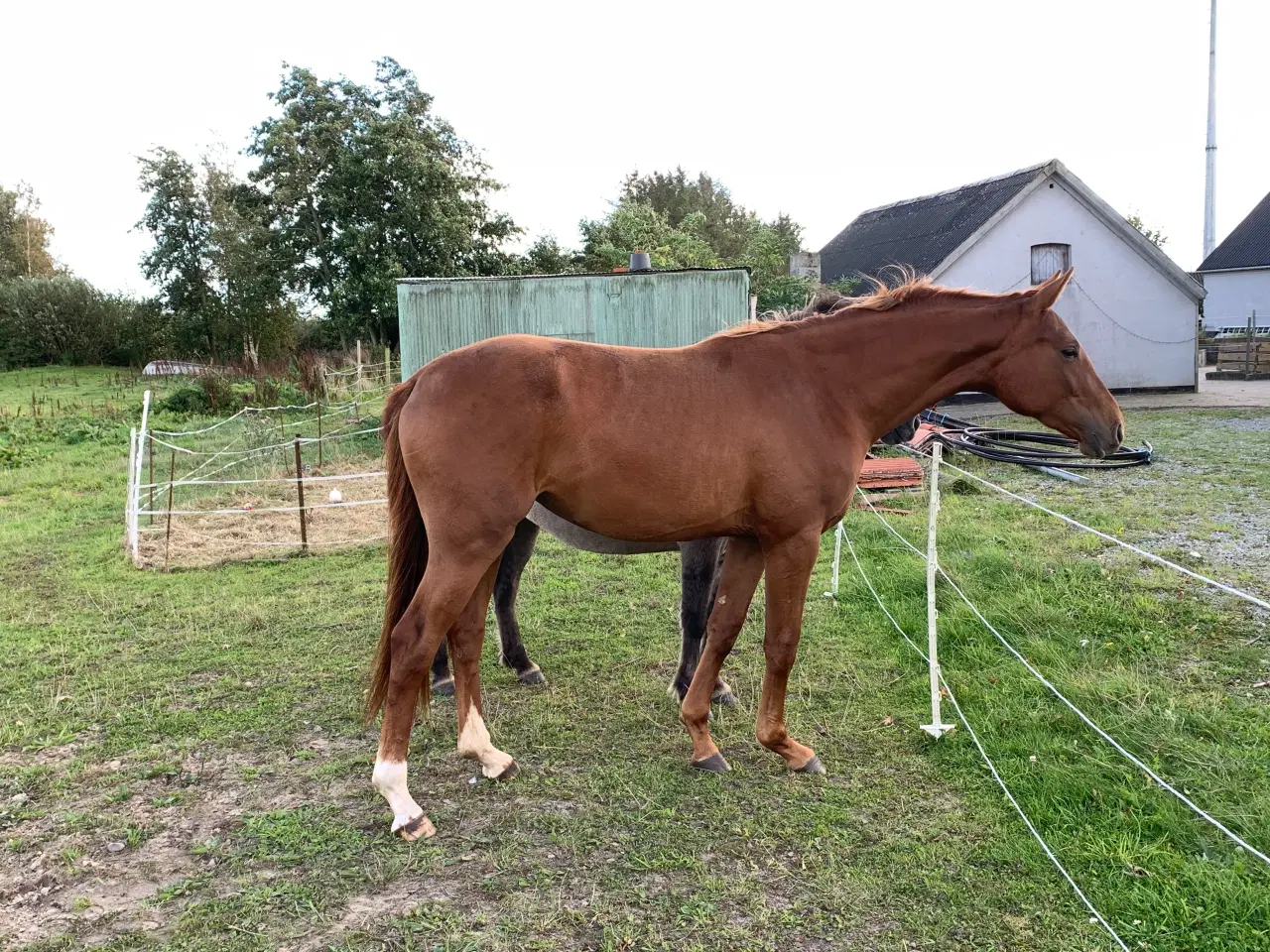 Billede 3 - 2,5 år Hannoveranerhoppe til dressur