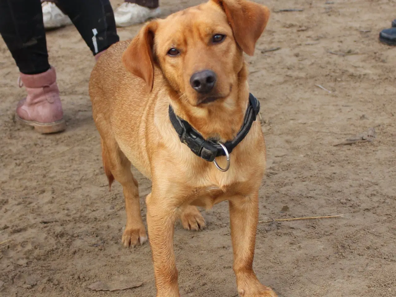 Billede 2 - Zeus søger familie! 🩵