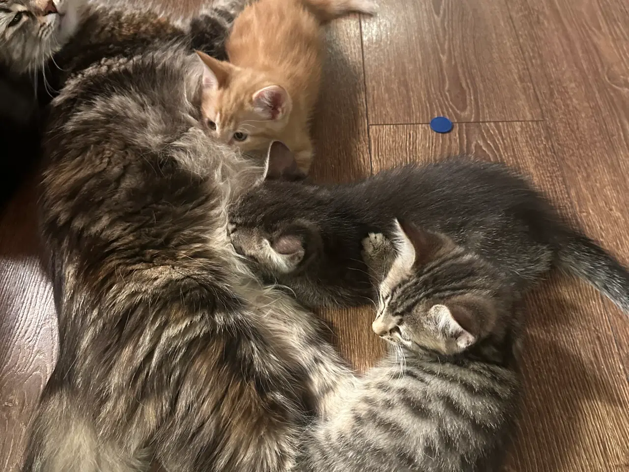 Billede 4 - Norsk skovkat killinger