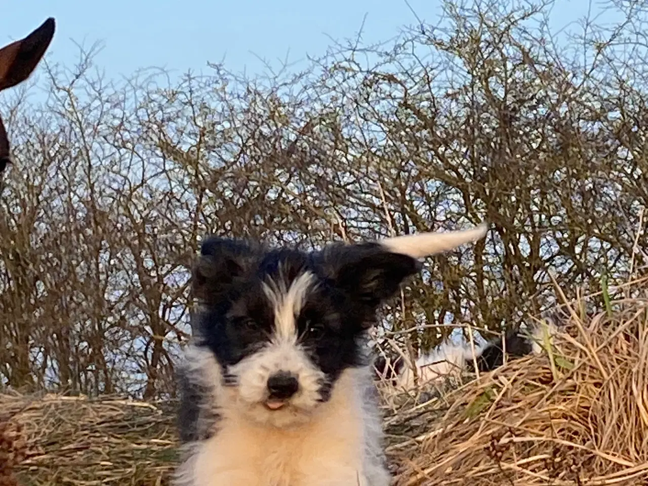 Billede 11 - Border collie / Coton de Tulear Så er vi Klar
