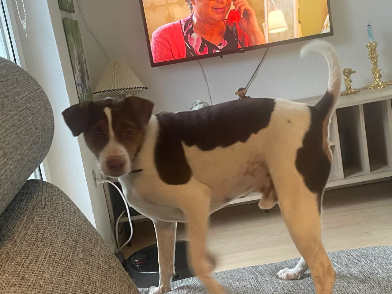 Billede 1 - Dansk svensk gårdhund