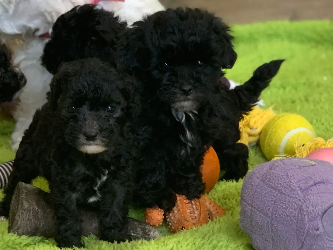 Billede 16 - Mini Maltipoo babyer 