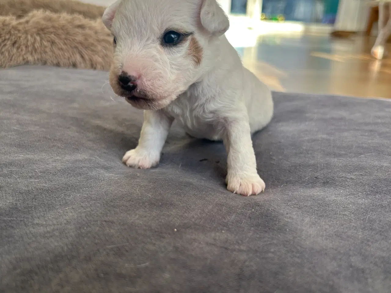 Billede 3 - Skønne Jack Russell Terrier hvalpe søger nyt hjem