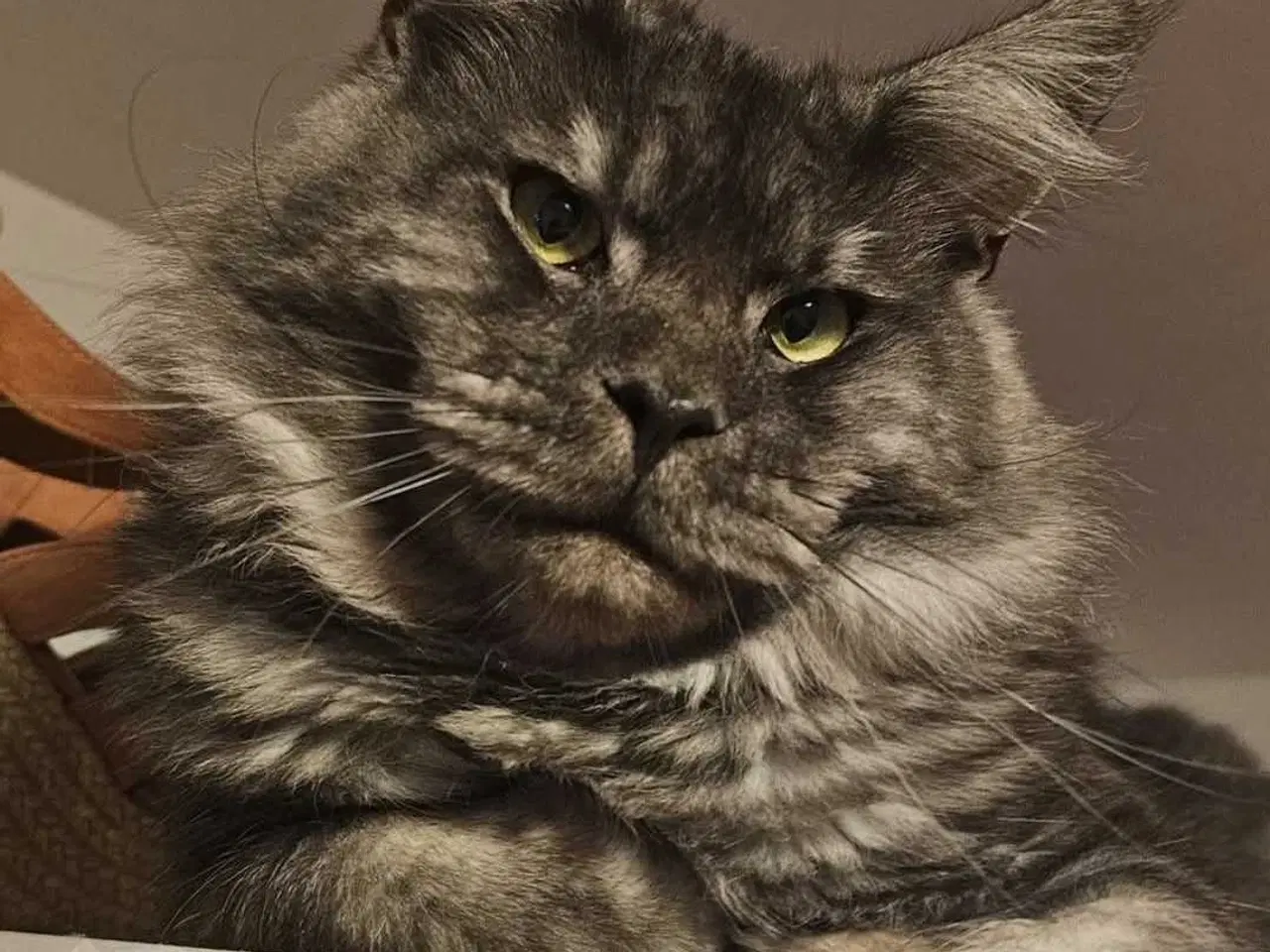Billede 8 - Maine coon med stamtavle
