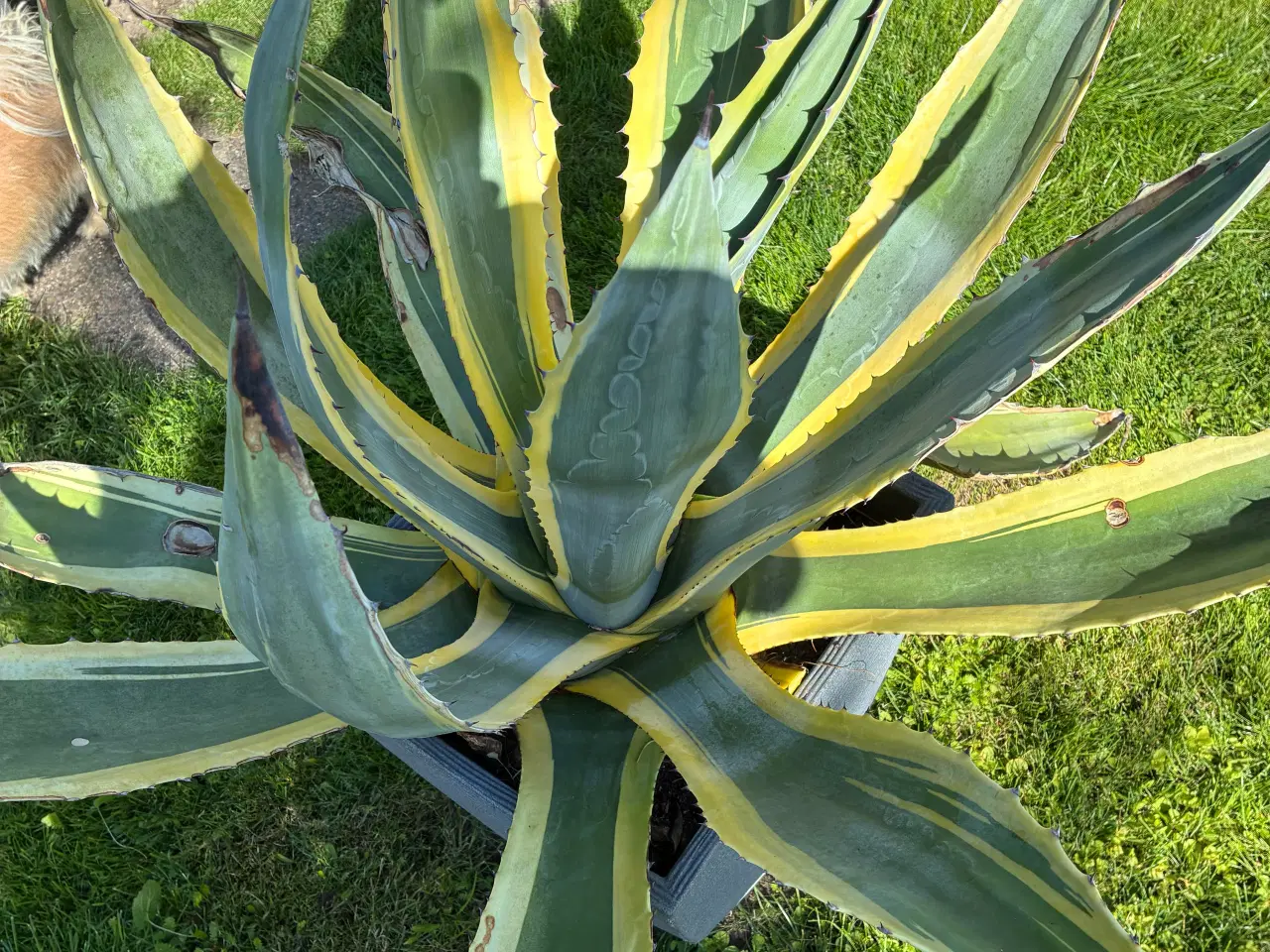 Billede 4 - Agave