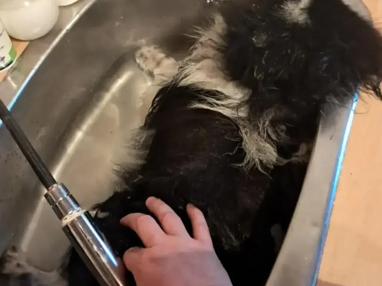 Billede 4 - Kærlig pommeranian dreng 