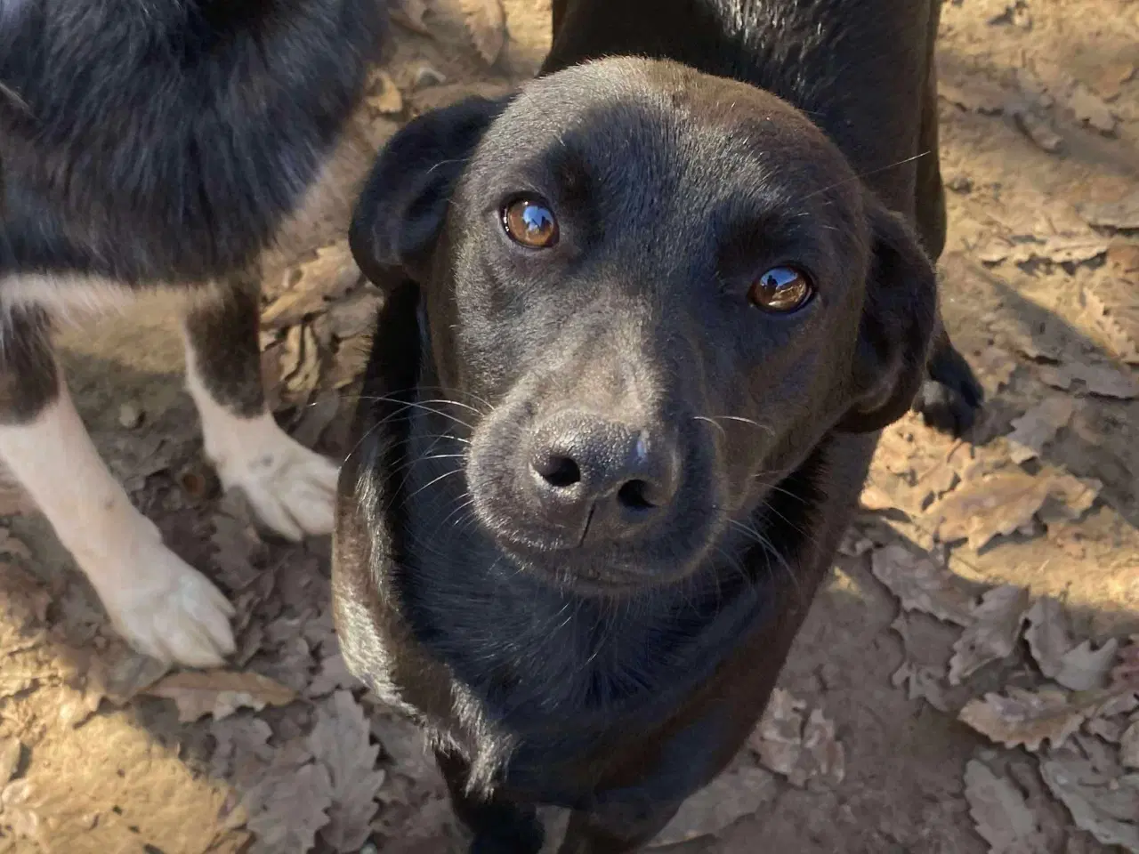 Billede 1 - Joey søger sit helt eget hjem❤️
