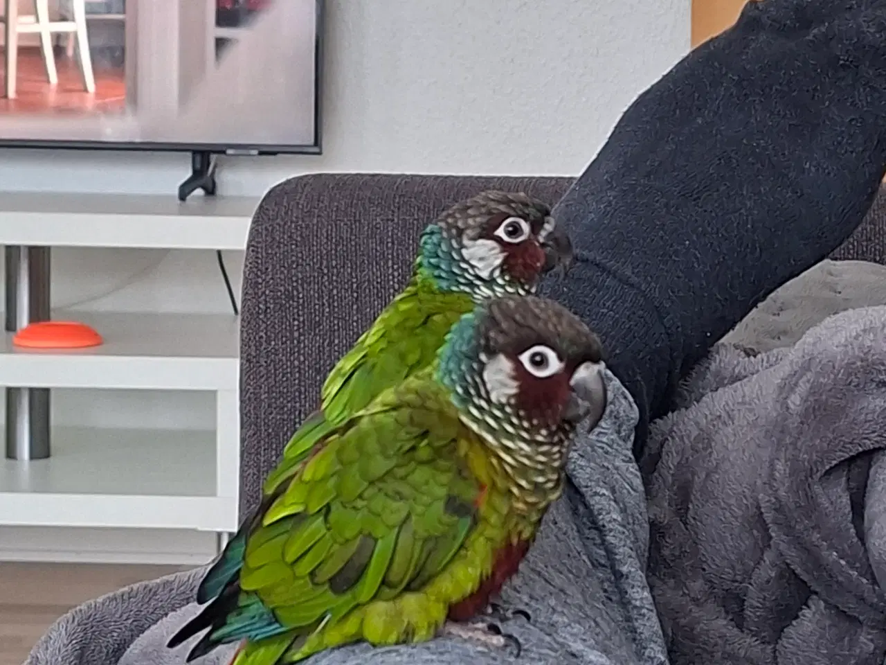 Billede 3 - Conure 2 stk.