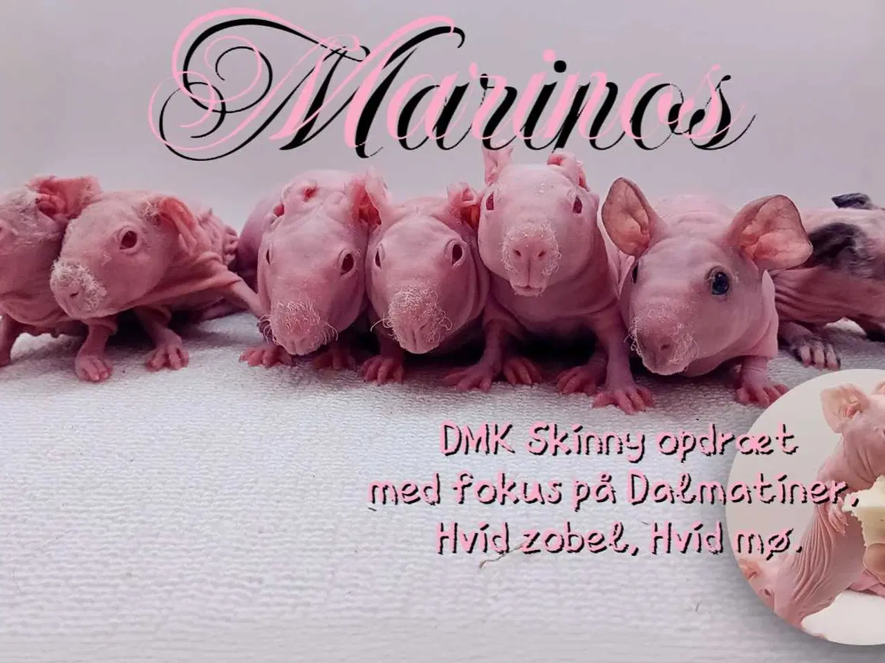 Billede 20 - DK Marinos opdræt