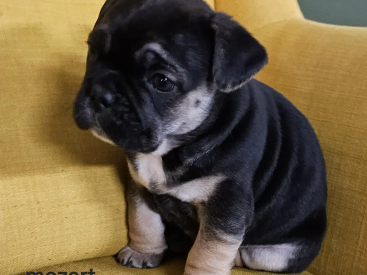 Billede 4 - Søde og vel socialiserede hvalpe.