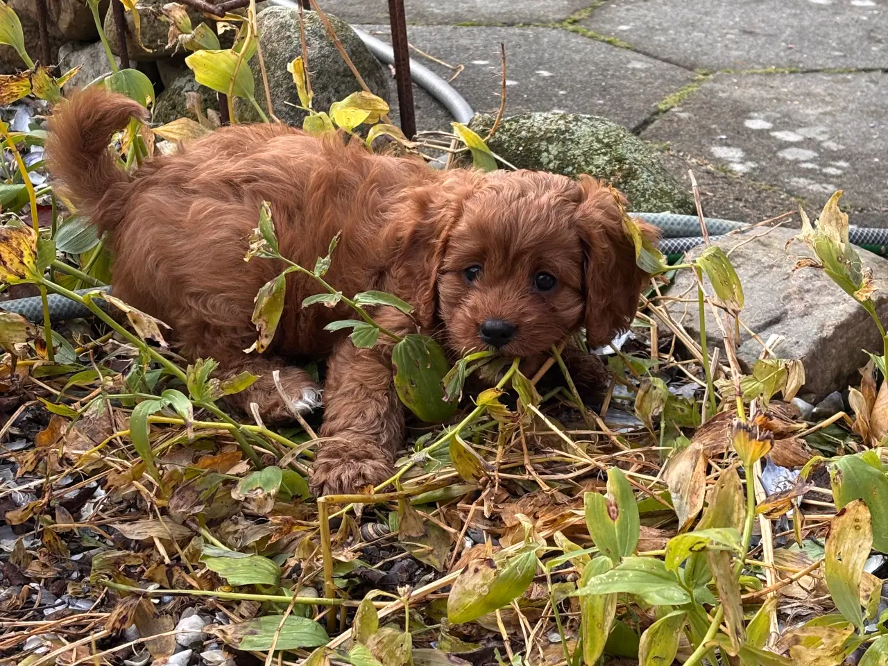Billede 1 - Skønne Cavapoo hvalpe 
