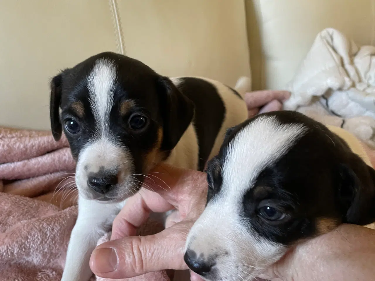 Billede 2 - Dansk/svensk Gårdhund 