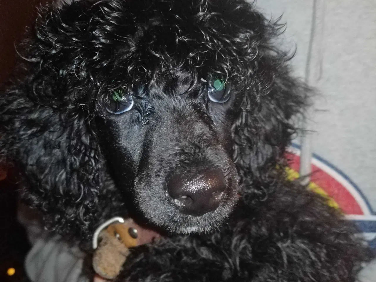 Billede 8 - Bamserne søger ny opvartning 