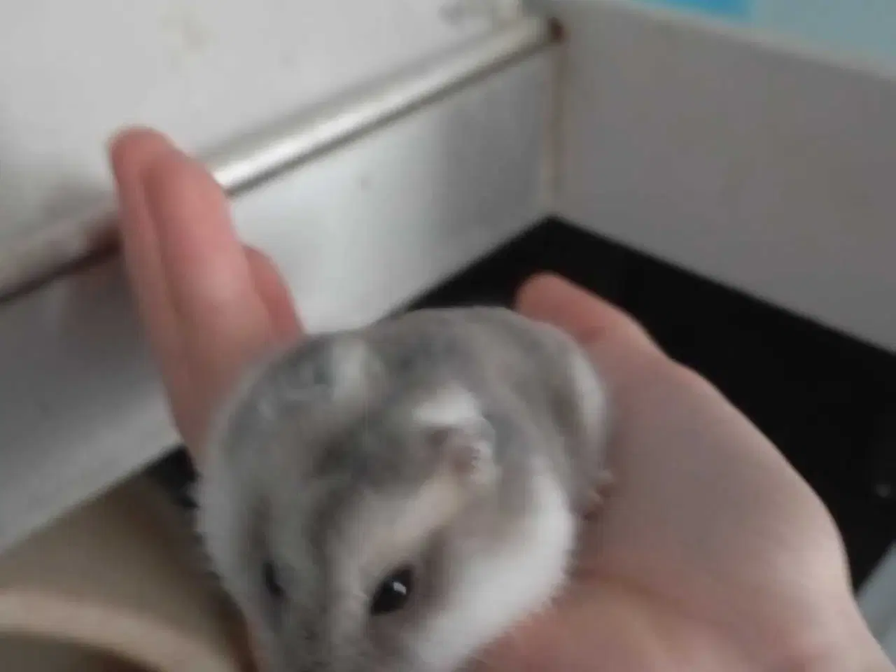 Billede 2 - DværgHamster