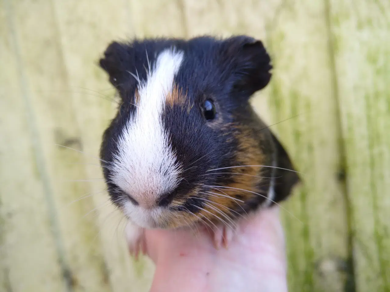 Billede 2 - 2 unger, halvbrødre