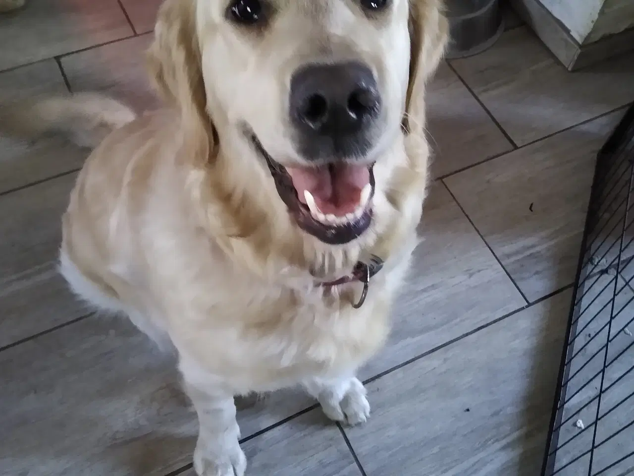 Billede 9 - Verdens smukkeste Golden Retriever hvalpe