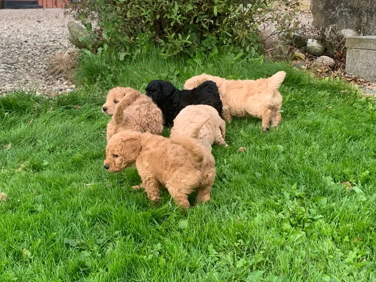 Billede 7 - Mini Golden doodle F1B babyer 