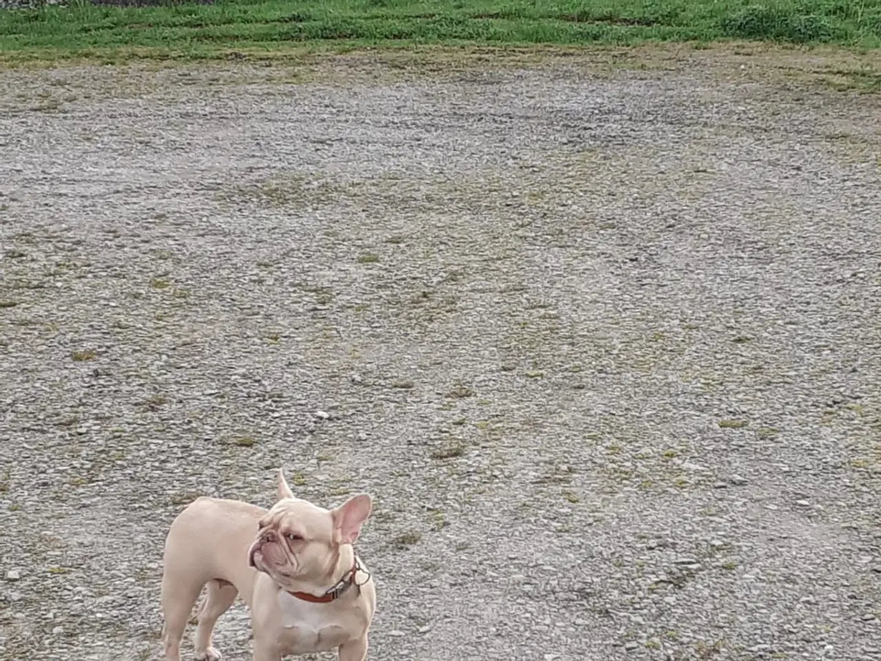 Billede 4 - Französische Bulldogen Hündin mit Papiere