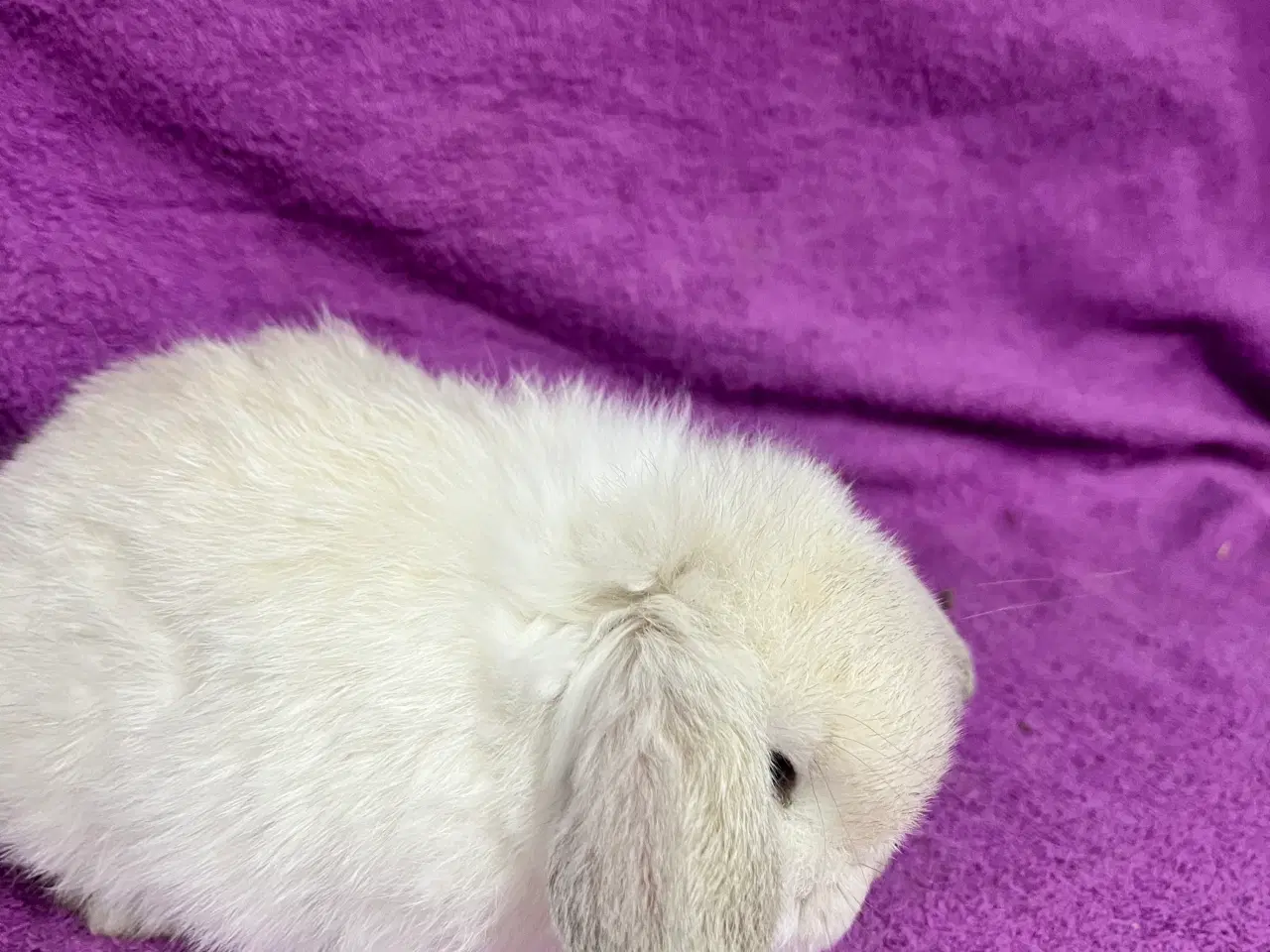 Billede 2 - Mini lop